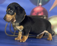 Mini Dachshund