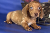 Mini Dachshund