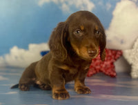 Mini Dachshund