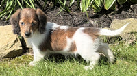 Mini Dachshund