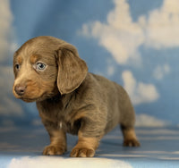  Mini Dachshund
