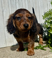 Mini Dachshund