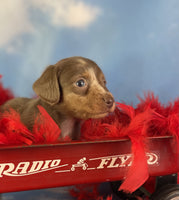 Mini Dachshund