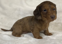 Mini Dachshund