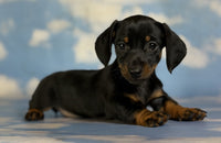 Mini Dachshund
