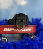 Mini Dachshund