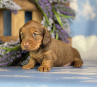 Mini Dachshund