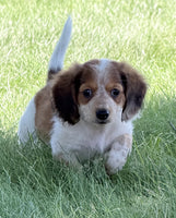 Mini Dachshund