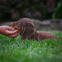 Mini Dachshund