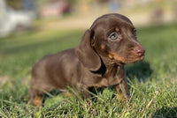 Mini Dachshund