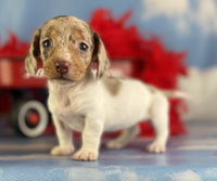 Mini Dachshund