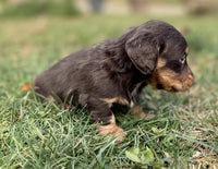 Mini Dachshund