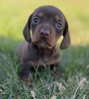 Mini Dachshund