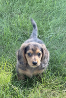 Mini Dachshund
