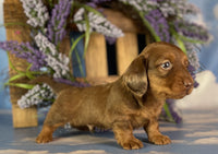 Mini Dachshund