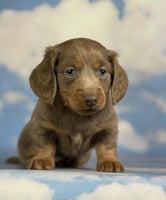 Mini Dachshund