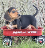 Mini Dachshund