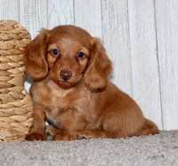 Mini Dachshund