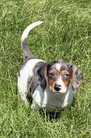Mini Dachshund