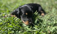 Mini Dachshund