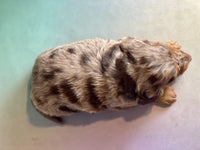 Mini Dachshund