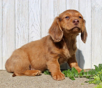 Mini Dachshund