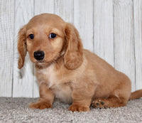 Mini Dachshund