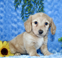 Mini Dachshund