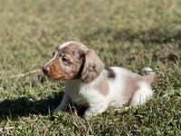 Mini Dachshund