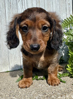 Mini Dachshund