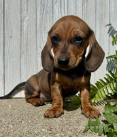 Mini Dachshund
