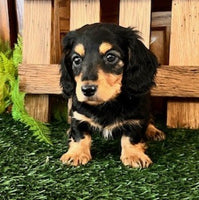 Mini Dachshund
