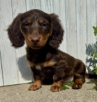 Mini Dachshund