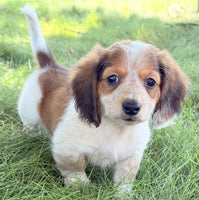 Mini Dachshund