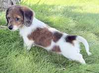 Mini Dachshund