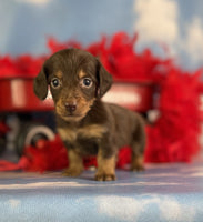 Mini Dachshund