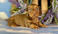 Mini Dachshund
