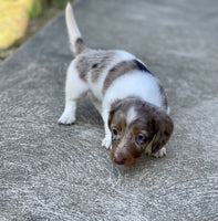 Mini Dachshund