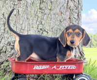 Mini Dachshund