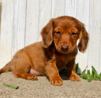 Mini Dachshund