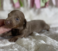 Mini Dachshund