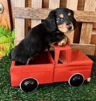 Mini Dachshund