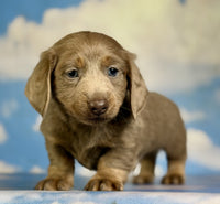  Mini Dachshund