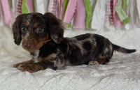 Mini Dachshund