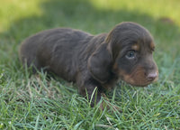 Mini Dachshund