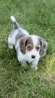 Mini Dachshund