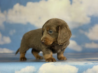  Mini Dachshund