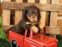 Mini Dachshund
