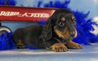 Mini Dachshund