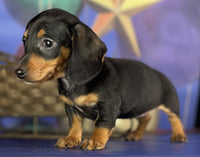 Mini Dachshund